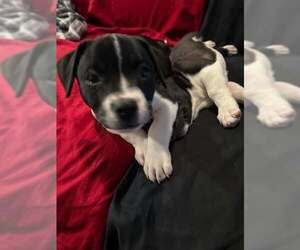 Boston Terrier-Staffordshire Bull Terrier Mix Dogs for adoption in Mechanicsburg, PA, USA