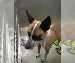 Labrador Retriever-Unknown Mix Dogs for adoption in Fort Lauderdale, FL, USA