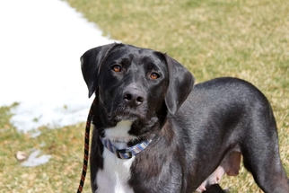 Borador Dogs for adoption in Wyoming, MI, USA