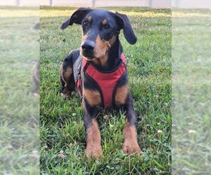 Doberman Pinscher Dogs for adoption in Thomasville, NC, USA