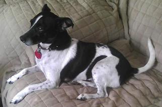 Rat Terrier Dogs for adoption in Monroe, VA, USA