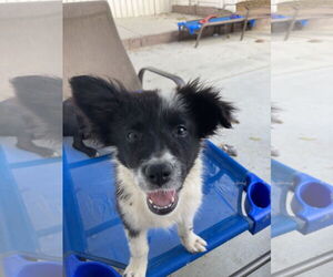 Border Collie-Collie Mix Dogs for adoption in San Diego, CA, USA