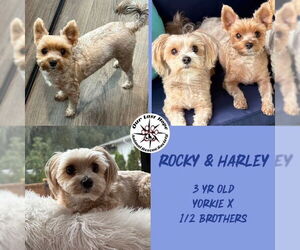 Havanese-Unknown Mix Dogs for adoption in Princeton, British Columbia, Canada