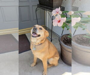 Toy Fox Terrier-Unknown Mix Dogs for adoption in Dana Point, CA, USA