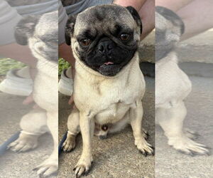Pug Dogs for adoption in Coralville, IA, USA