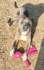 American Pit Bull Terrier Dogs for adoption in Lancaster, CA, USA