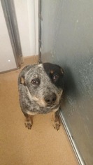 Mutt Dogs for adoption in Chama, NM, USA