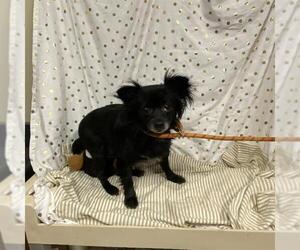 Chihuahua Dogs for adoption in Modesto, CA, USA
