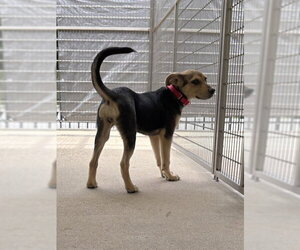 German Shepherd Dog-Unknown Mix Dogs for adoption in Brewster, MA, USA