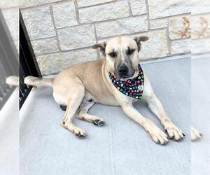 German Shepherd Dog-Unknown Mix Dogs for adoption in Baytown, TX, USA