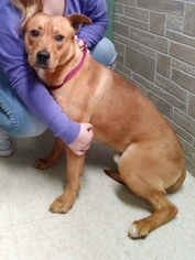 Boxer-Unknown Mix Dogs for adoption in Clarkesville, GA, USA