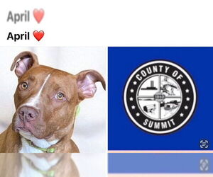American Pit Bull Terrier Dogs for adoption in Akron, OH, USA
