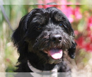 Poodle (Miniature)-Unknown Mix Dogs for adoption in Cookeville, TN, USA