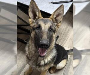 Medium Photo #2 German Shepherd Dog Puppy For Sale in Redlands, CA, USA