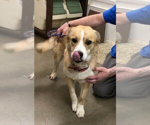 Akita-Labrador Retriever Mix Dogs for adoption in Amarillo, TX, USA