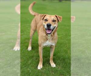 Labrador Retriever-Unknown Mix Dogs for adoption in Talladega, AL, USA