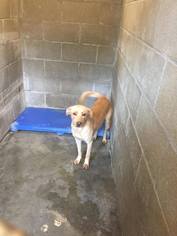 Labrador Retriever Dogs for adoption in Hanover, PA, USA