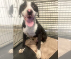 Mutt Dogs for adoption in Bakersfield, CA, USA