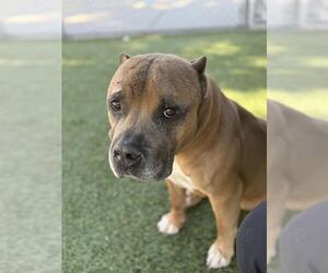 American Pit Bull Terrier Dogs for adoption in Downey, CA, USA