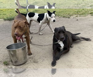 Labrador Retriever-Unknown Mix Dogs for adoption in Virginia Beach, VA, USA