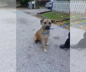 American Staffordshire Terrier Dogs for adoption in Fort Lauderdale, FL, USA