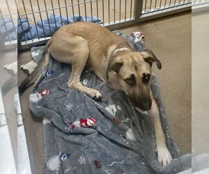 Anatolian Shepherd-Black Mouth Cur Mix Dogs for adoption in Rockaway, NJ, USA