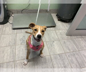 American Staffordshire Terrier-Unknown Mix Dogs for adoption in Grand Prairie, TX, USA