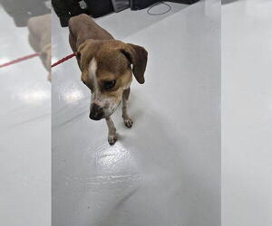 Beagle-Unknown Mix Dogs for adoption in Temple, TX, USA
