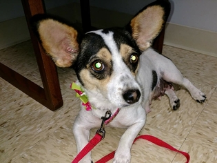 Rat Terrier-Unknown Mix Dogs for adoption in House Springs, MO, USA