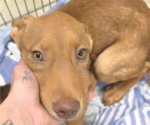German Shepherd Dog-Unknown Mix Dogs for adoption in Conroe, TX, USA