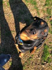 Rottweiler Dogs for adoption in Wylie, TX, USA