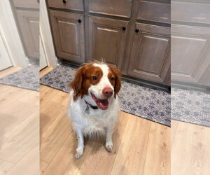Brittany Dogs for adoption in Curwensville, PA, USA