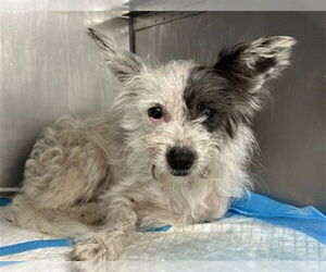 Mutt Dogs for adoption in San Bernardino, CA, USA