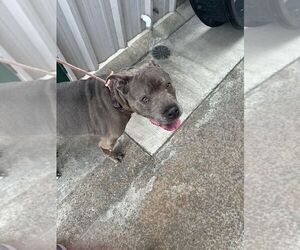 Mutt Dogs for adoption in San Leon, TX, USA