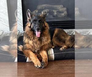 German Shepherd Dog-Unknown Mix Dogs for adoption in San Antonio, TX, USA