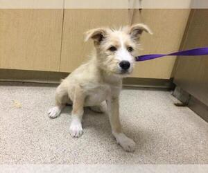 Mutt Dogs for adoption in Riverside, CA, USA