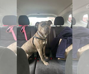 American Pit Bull Terrier-Unknown Mix Dogs for adoption in Eastman, GA, USA