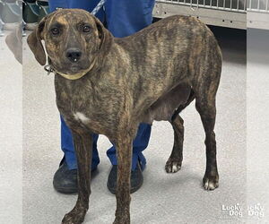 Retriever -Unknown Mix Dogs for adoption in Washington, DC, USA