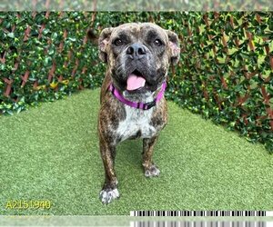 Bullboxer Pit Dogs for adoption in West Palm Beach, FL, USA