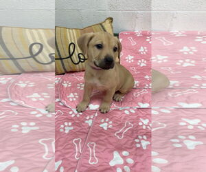 Beagle Dogs for adoption in York, SC, USA