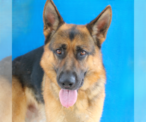 Medium Photo #1 German Shepherd Dog Puppy For Sale in Pasadena, CA, USA