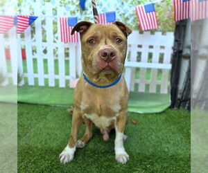 American Pit Bull Terrier Dogs for adoption in Long Beach, CA, USA