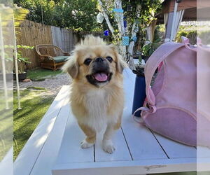 Pekingese Dogs for adoption in Royal Palm Beach, FL, USA