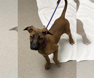 Mastiff-Unknown Mix Dogs for adoption in Las Vegas, NV, USA