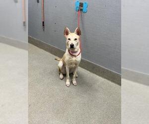 Labrador Retriever-Unknown Mix Dogs for adoption in Las Vegas, NV, USA