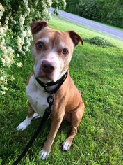 Bullboxer Pit Dogs for adoption in Lockport, NY, USA