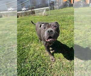 American Bulldog-Unknown Mix Dogs for adoption in Rosenberg, TX, USA