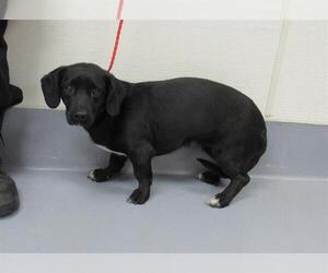 Bagle Hound Dogs for adoption in Louisville, KY, USA