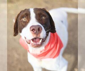 American Staffordshire Terrier-Unknown Mix Dogs for adoption in San Antonio, TX, USA