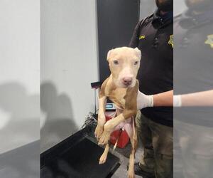 Mutt Dogs for adoption in Bakersfield, CA, USA